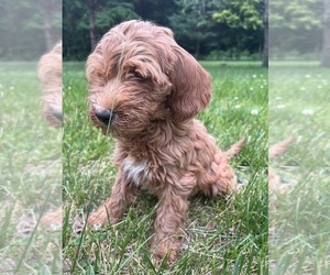 Goldendoodle (Miniature) Puppy for sale in DURHAM, CT, USA