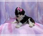 Small #1 Cockapoo (Miniature)