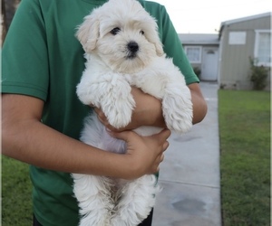 Poodle (Toy) Puppy for sale in SAN BERNARDINO, CA, USA