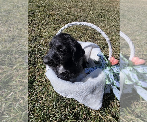 Medium Photo #3 Anatolian Shepherd-Sheepadoodle Mix Puppy For Sale in ALEXANDER, NC, USA