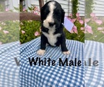 Small #8 Bernedoodle