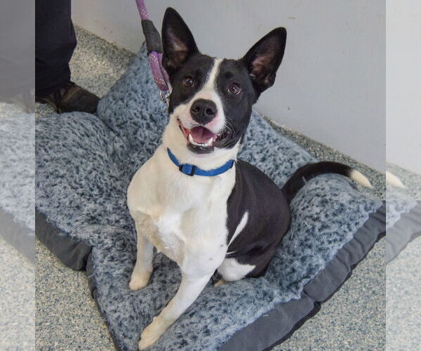 Medium Photo #2 American Staffordshire Terrier-Border Collie Mix Puppy For Sale in Huntley, IL, USA