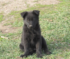 German Shepherd Dog Puppy for sale in COLUMBUS, NE, USA