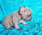 Small #12 French Bulldog