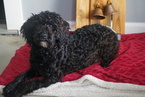 Small Photo #2 Poodle (Miniature) Puppy For Sale in FREDERICKSBURG, OH, USA