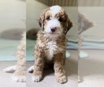 Small #15 Aussie-Poo-Miniature Bernedoodle Mix