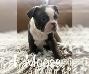 Boston Terrier Puppy for Sale in DICKINSON, Texas USA