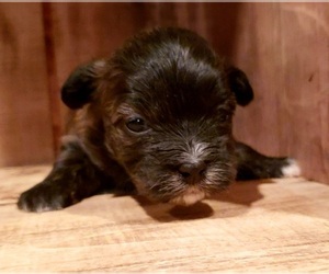 Mal-Shi Puppy for sale in PINK HILL, NC, USA