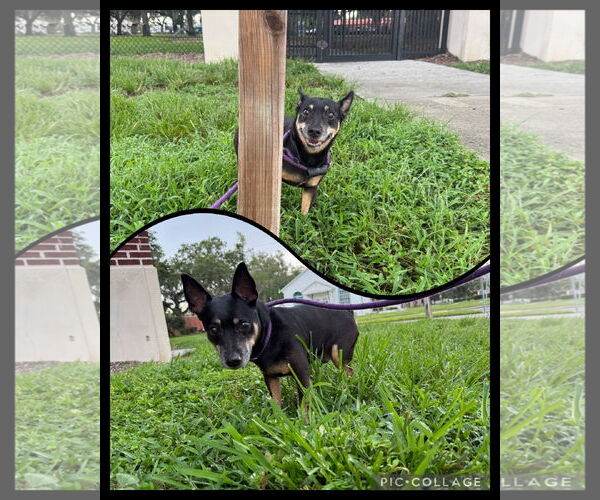 Medium Photo #1 Miniature Pinscher-Unknown Mix Puppy For Sale in Sanford, FL, USA