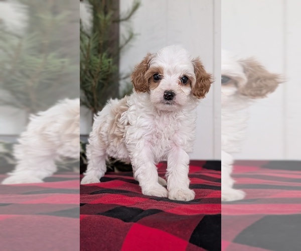 Medium Photo #24 Cavapoo (Miniature) Puppy For Sale in GOSHEN, IN, USA