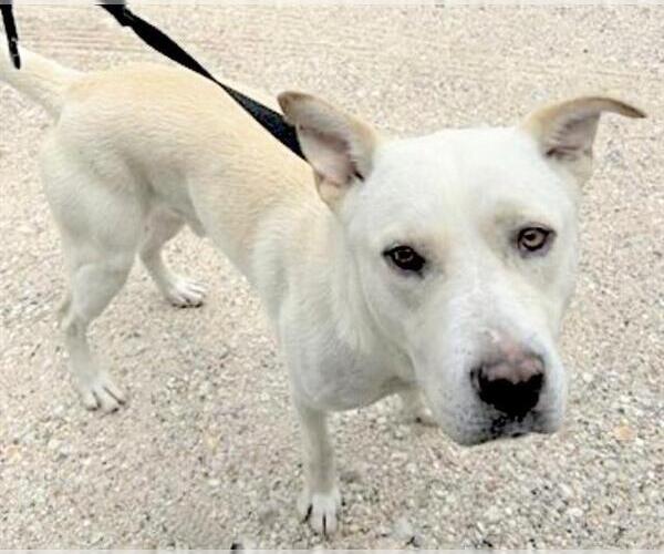 Medium Photo #1 Labsky Puppy For Sale in Houston, TX, USA