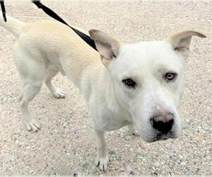 Labsky Dogs for adoption in Houston, TX, USA