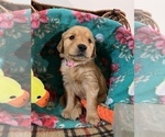 Puppy Princess Labrador Retriever