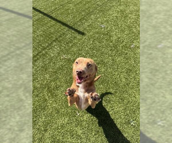 Medium Photo #2 Chihuahua Puppy For Sale in San Martin, CA, USA