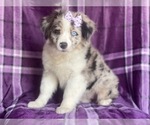 Small #10 Australian Shepherd