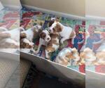 Small Photo #3 Brittany Puppy For Sale in WESTON, WI, USA