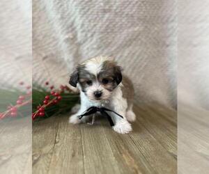 Havanese Puppy for sale in ORO VALLEY, AZ, USA