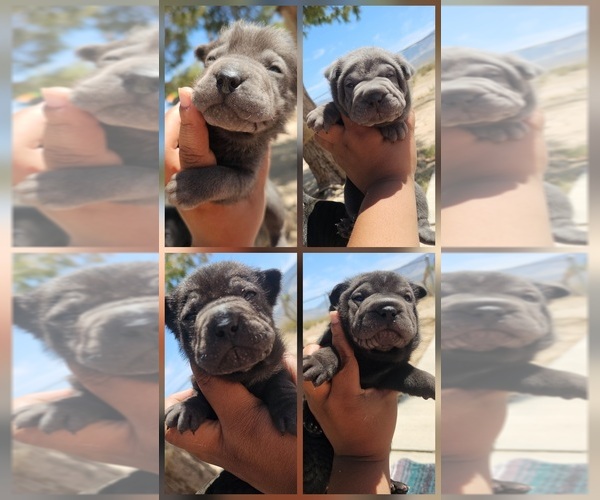 Medium Photo #1 Chinese Shar-Pei Puppy For Sale in LUCERNE VLY, CA, USA