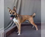 Small #1 Mutt