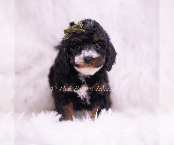 Medium Photo #2 Poodle (Miniature) Puppy For Sale in WARSAW, IN, USA