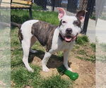 Small #3 American Pit Bull Terrier Mix