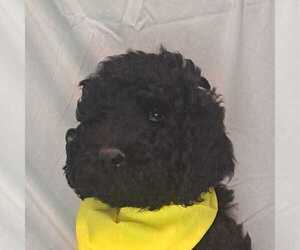 Goldendoodle Puppy for sale in GLADEWATER, TX, USA
