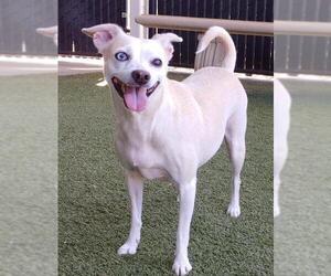 Jillie - Female Chihuahua-Unknown Mix Dog for Adoption - Photo #11