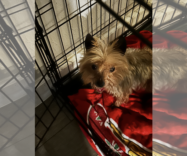 Medium Photo #3 Mutt Puppy For Sale in Spring, TX, USA