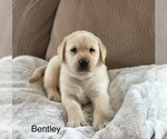 Image preview for Ad Listing. Nickname: Bentley