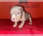Small #1 American Bully