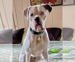 Small #2 Boxer