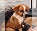 Small Beagle