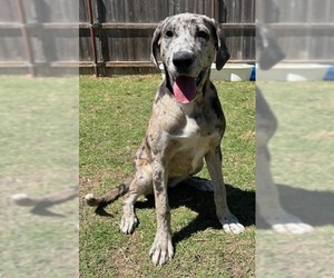 Great Dane Dogs for adoption in Great Bend, KS, USA
