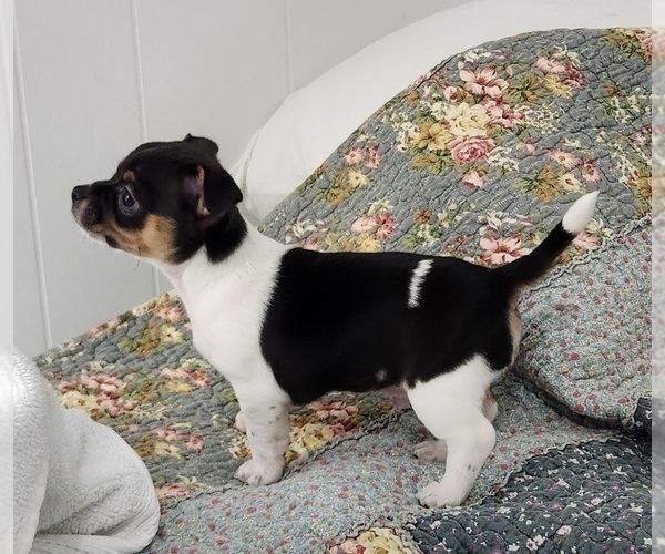 Medium Photo #4 Chihuahua Puppy For Sale in RUSTBURG, VA, USA