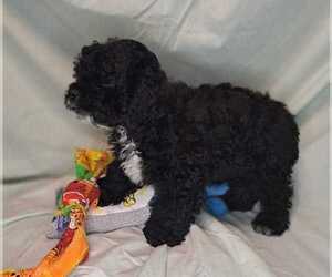 Cockapoo Litter for sale in GLADEWATER, TX, USA