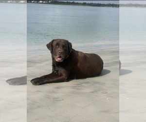 Father of the Labrador Retriever puppies born on 09/17/2026