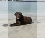 Small Photo #1 Labrador Retriever Puppy For Sale in LELAND, NC, USA