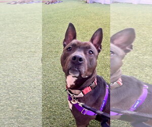 Kayle - Female Mutt Dog for Adoption - Photo #4