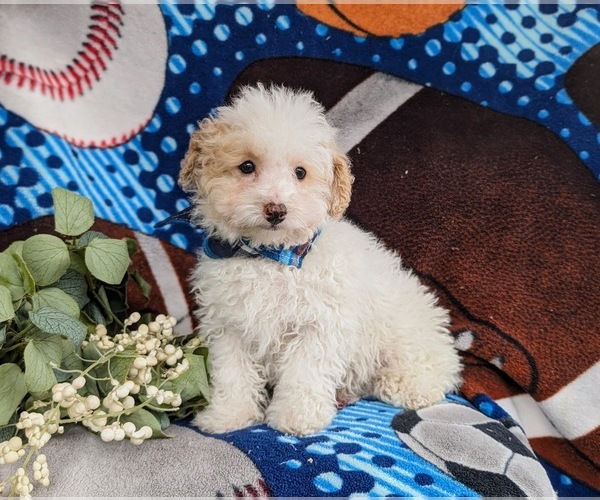 Medium Photo #8 Poodle (Toy) Puppy For Sale in LINCOLN UNIVERSITY, PA, USA
