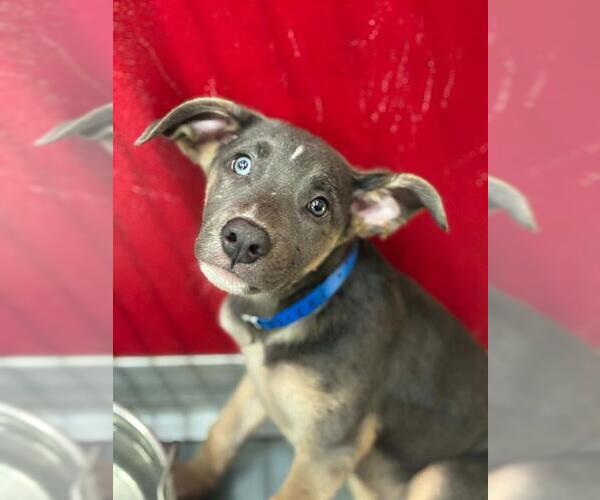 Medium Photo #1 Mutt Puppy For Sale in Visalia, CA, USA