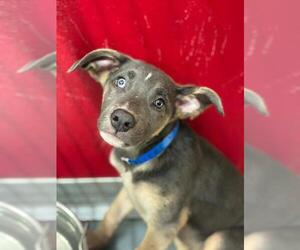 Mutt Dogs for adoption in Visalia, CA, USA