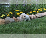 Small Photo #19 Bichon Frise Puppy For Sale in HUMBOLDT, IL, USA