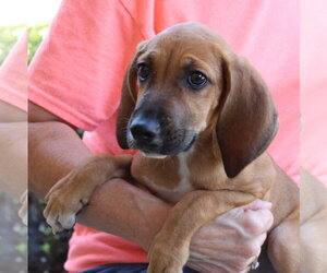 Treeing Walker Coonhound-Unknown Mix Dogs for adoption in Prattville, AL, USA