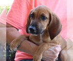 Small Treeing Walker Coonhound Mix