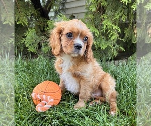 Cavalier King Charles Spaniel Puppy for sale in MIDDLEBURY, IN, USA