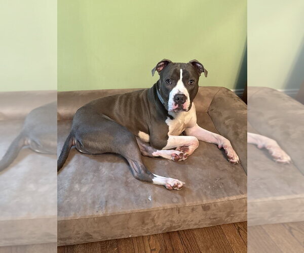 Medium Photo #13 Bullboxer Pit Puppy For Sale in Brewster, NY, USA