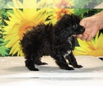 Jasper - Male Poodle (Toy) Puppy for Sale - Photo #12