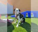 Small #1 American Pit Bull Terrier