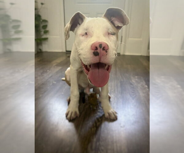 Medium Photo #2 Mutt Puppy For Sale in Raleigh, NC, USA