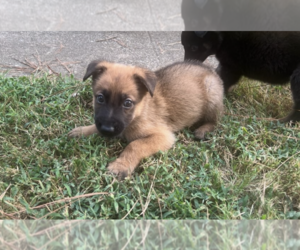 Medium German Shepherd Dog